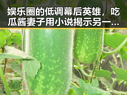 娱乐圈的低调幕后英雄,吃瓜酱妻子用小说揭示另一面✨